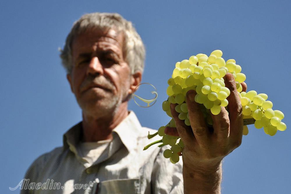 برداشت انگور روستای هزاوه در اراک | علاءالدین تراول