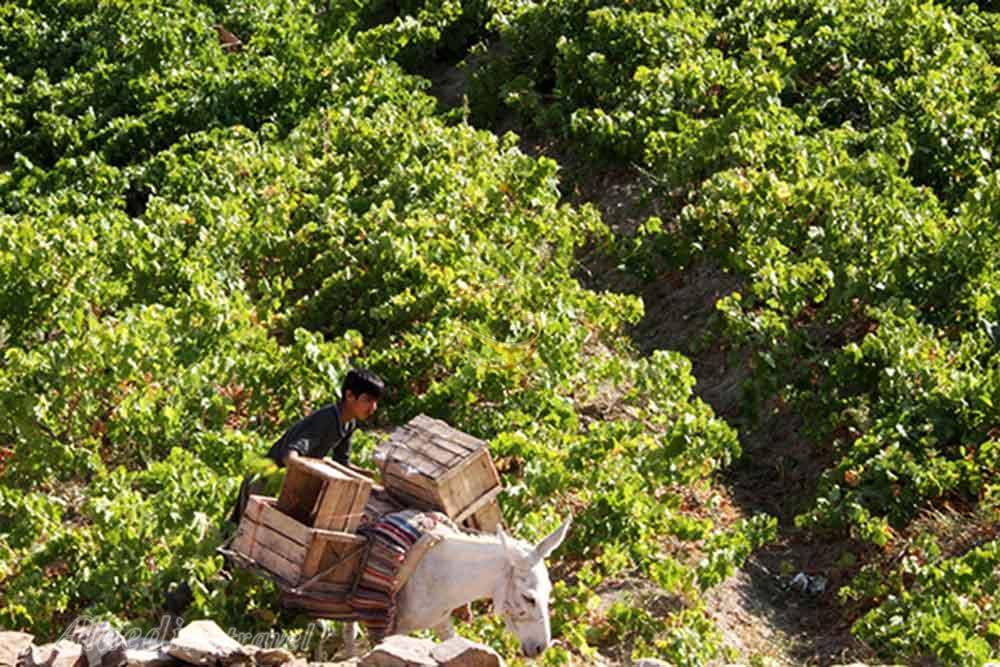 باغات انگور روستای هزاوه در اراک | علاءالدین تراول