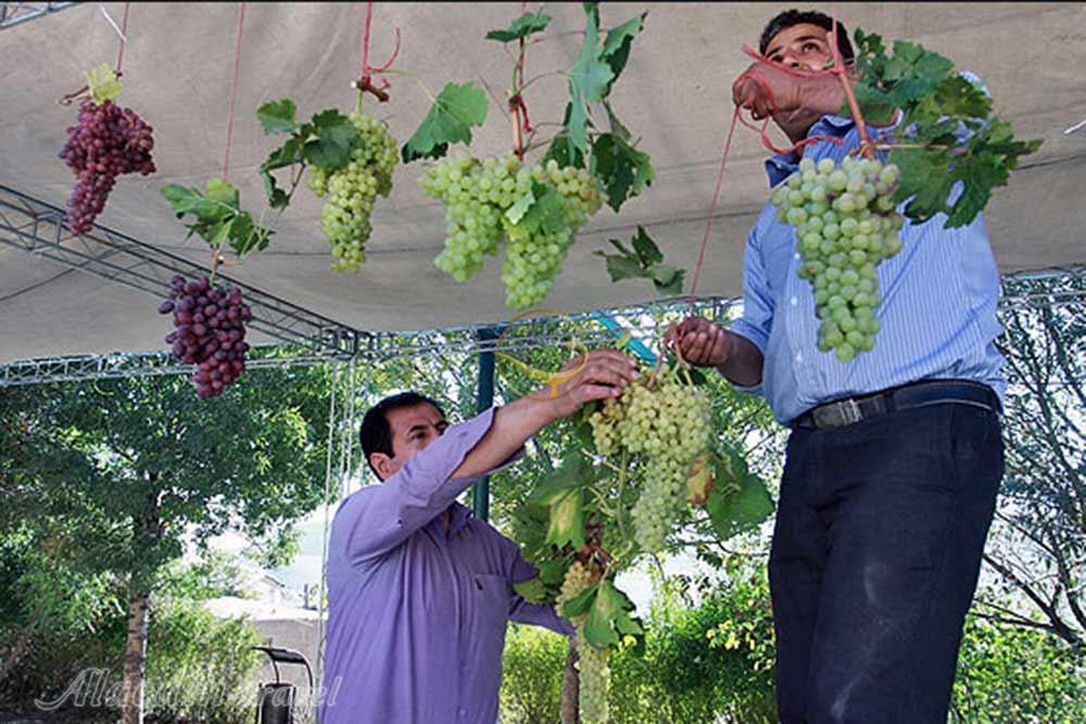 جشنواره انگور روستای هزاوه در اراک | علاءالدین تراول