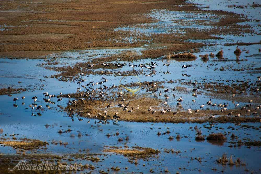 تالاب کویری میقان در اراک | علاءالدین تراول