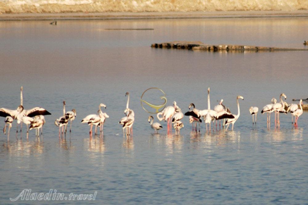 فلامینگوهای تالاب کویری میقان در اراک | علاءالدین تراول