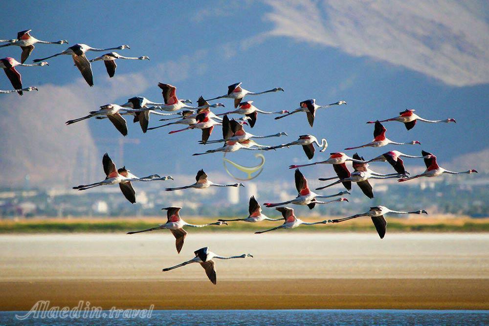 تالاب کویری میقان در اراک | علاءالدین تراول