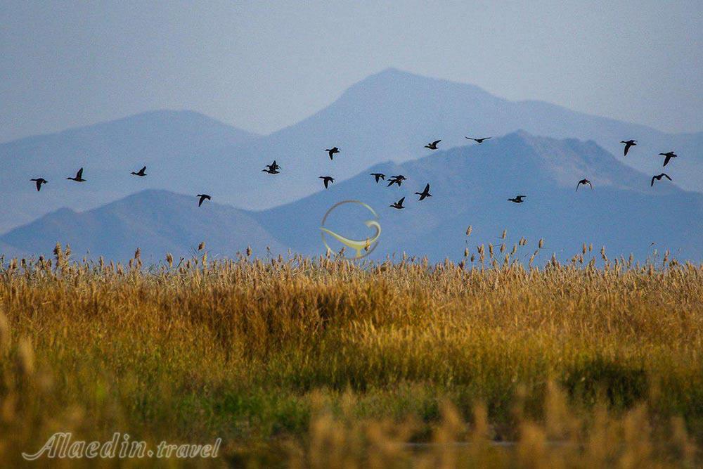 تالاب کویری میقان در اراک | علاءالدین تراول