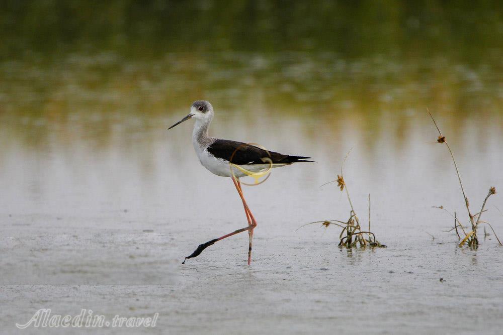 چوب پای تالاب کویری میقان در اراک | علاءالدین تراول