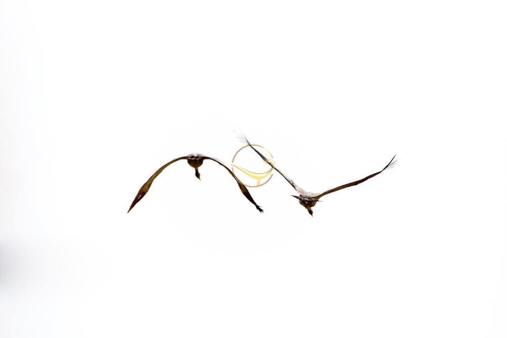 تالاب کویری میقان در اراک | علاءالدین تراول