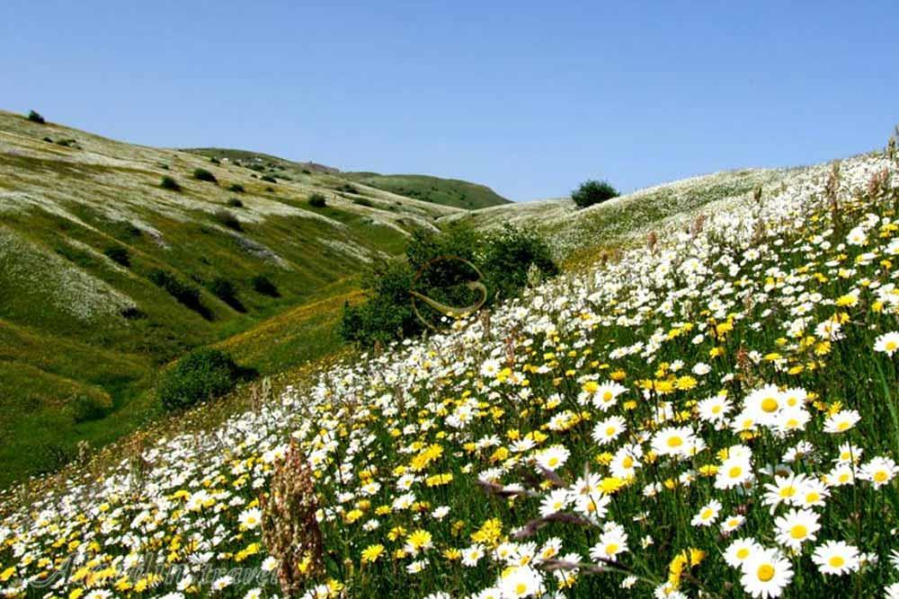 جنگل فندقلو اردبیل | علاءالدین تراول