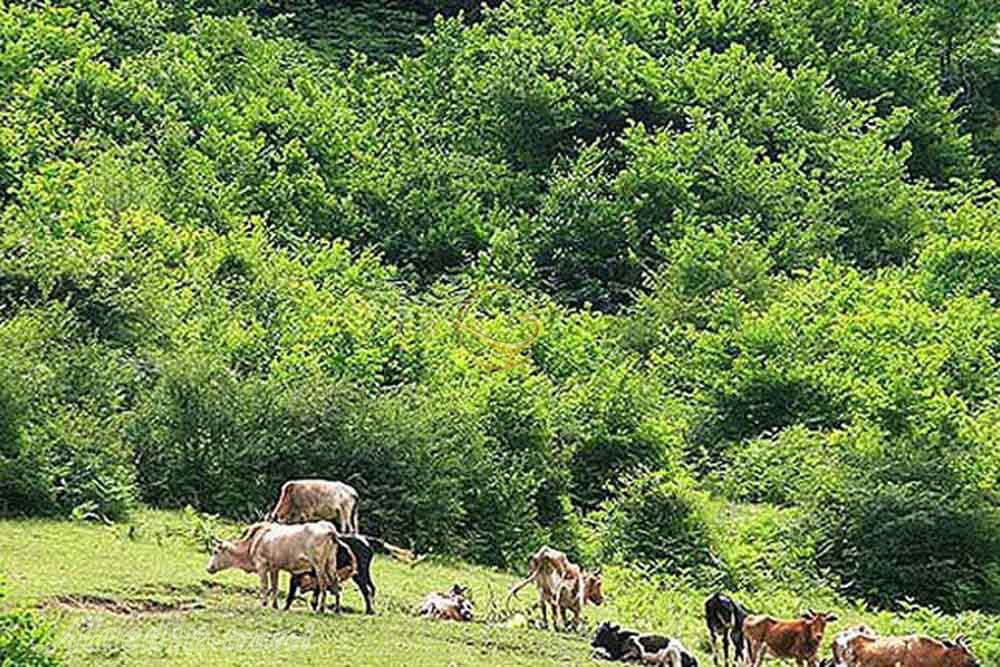 جنگل فندقلو اردبیل | علاءالدین تراول