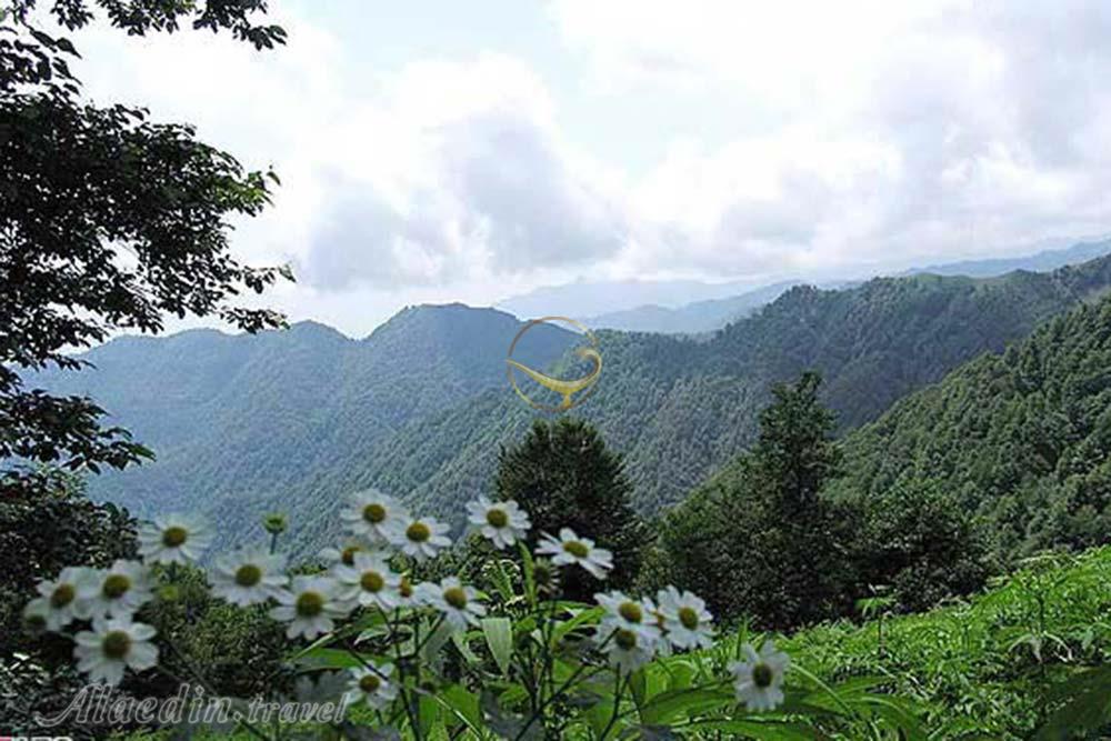 جنگل فندقلو اردبیل | علاءالدین تراول