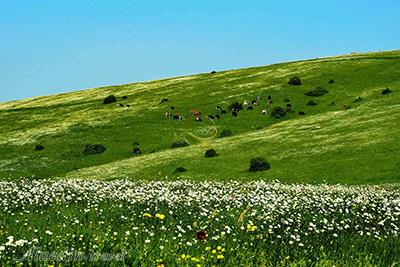 جنگل فندقلو اردبیل