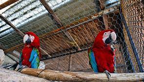 باغ پرندگان آستارا