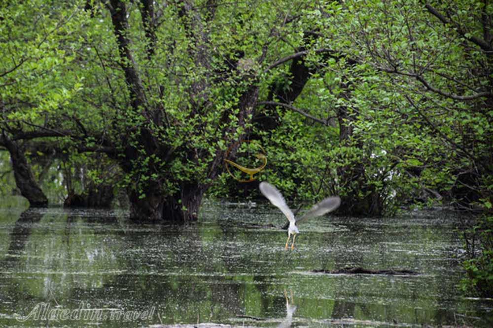 تالاب استیل آستارا | علاءالدین تراول