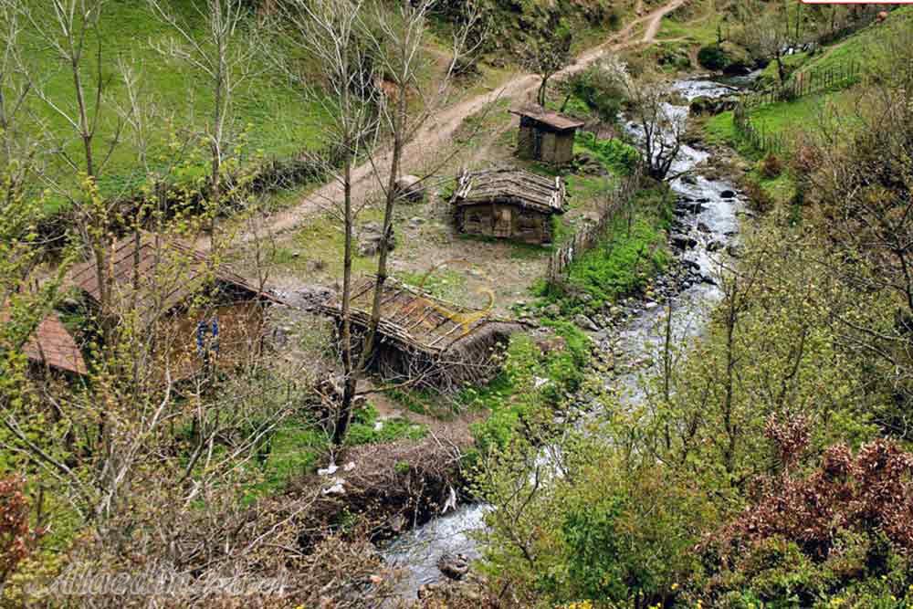 جنگل لوندویل آستارا | علاءالدین تراول