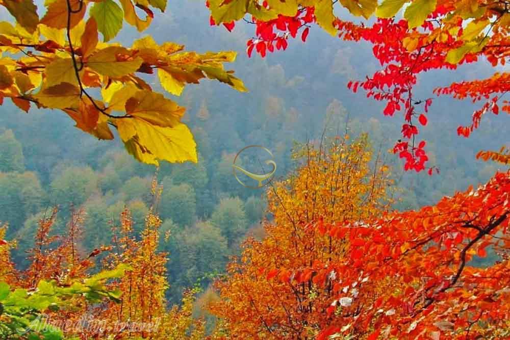 جنگل لوندویل آستارا | علاءالدین تراول