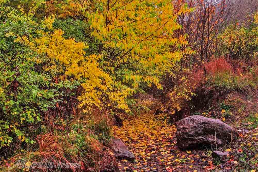 جنگل لوندویل آستارا | علاءالدین تراول