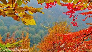 جنگل لوندویل آستارا