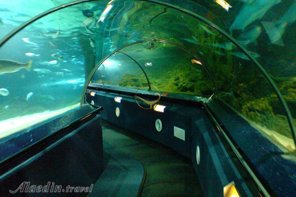 آکواریوم کلی تارلون اوکلند - نیوزیلند | علاءالدین تراول