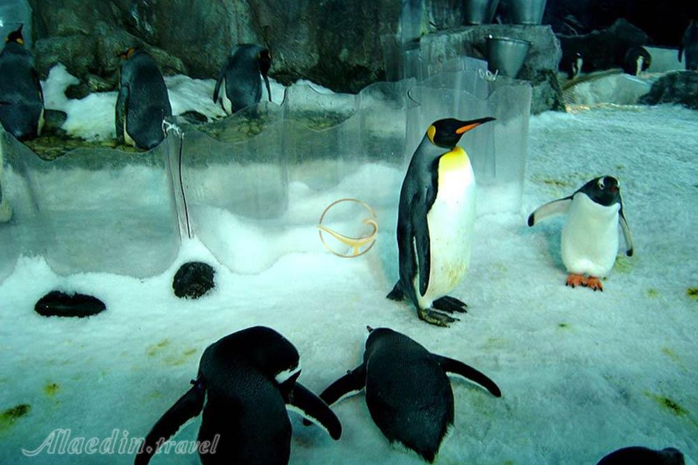 آکواریوم کلی تارلون اوکلند - نیوزیلند | علاءالدین تراول