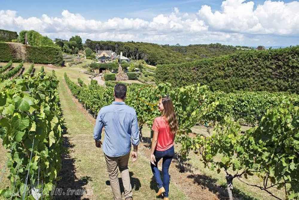 جزیره وایهکه اوکلند - نیوزیلند | علاءالدین تراول