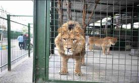 باغ وحش بابلسر