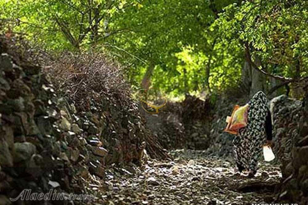 منطقه جنگلی ارس باجگان بافق | علاءالدین تراول
