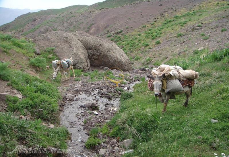 منطقه جنگلی ارس باجگان بافق | علاءالدین تراول