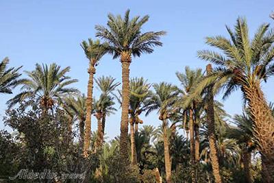 نخلستان های بافق