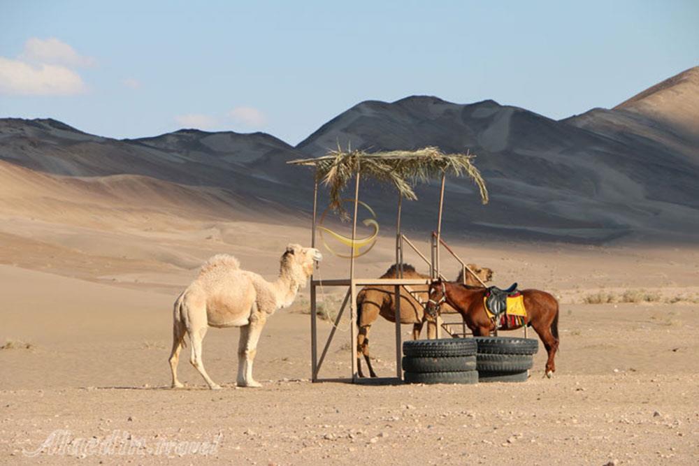 کمپ کویری شن و شادن بافق | علاءالدین تراول