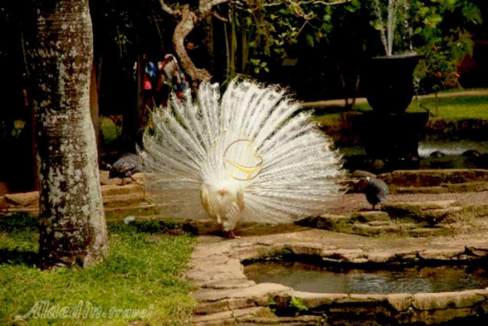 پارک پرندگان بالی - اندونزی | علاءالدین تراول