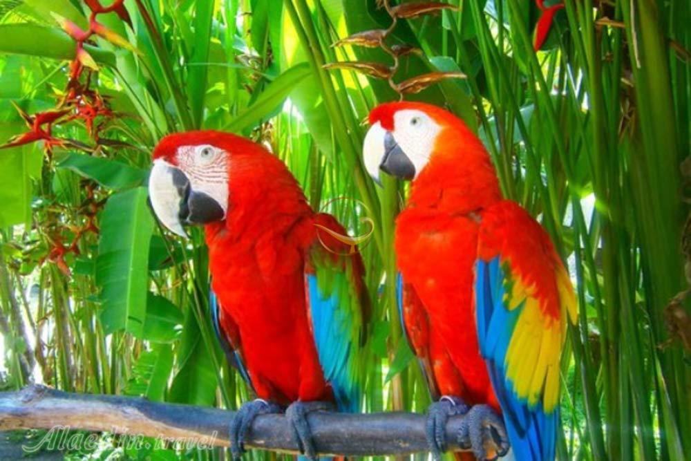 پارک پرندگان بالی - اندونزی | علاءالدین تراول