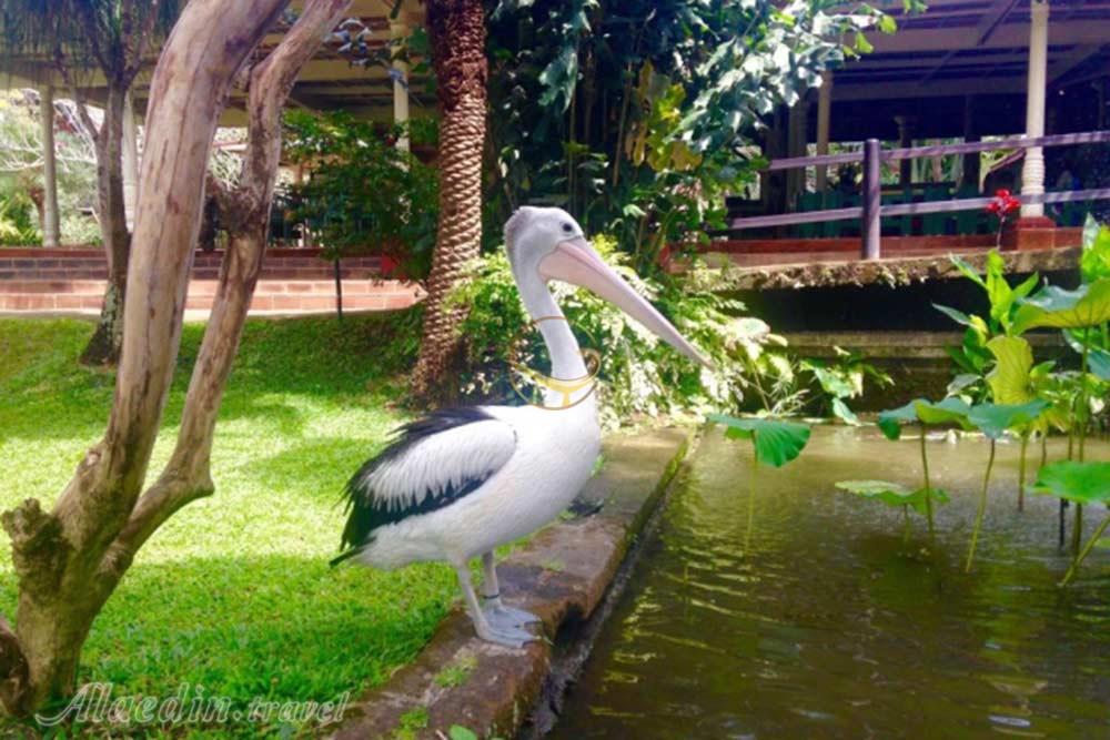 پارک پرندگان بالی - اندونزی | علاءالدین تراول