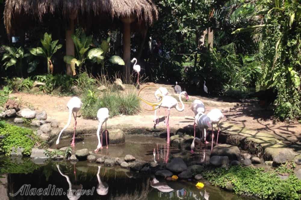 پارک پرندگان بالی - اندونزی | علاءالدین تراول