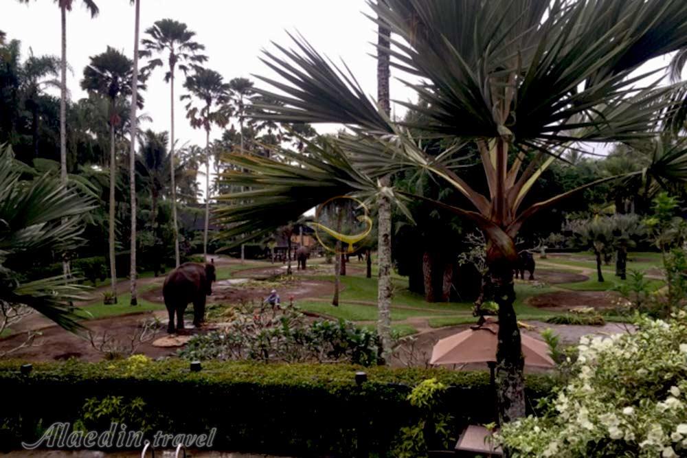 پارک فیل ها در بالی - اندونزی | علاءالدین تراول