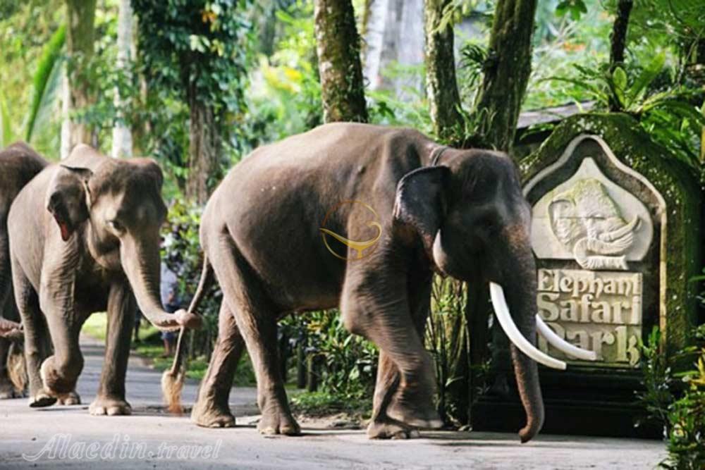 پارک فیل ها در بالی - اندونزی | علاءالدین تراول