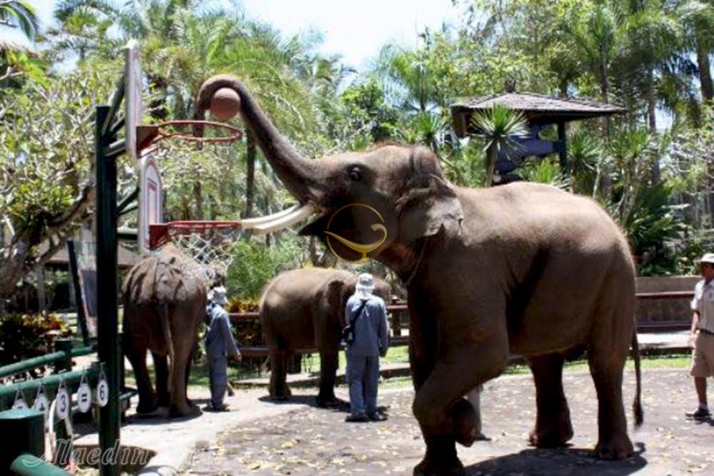 پارک فیل ها در بالی - اندونزی | علاءالدین تراول