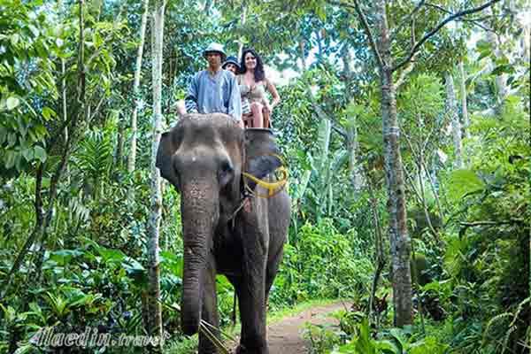 پارک فیل ها در بالی - اندونزی