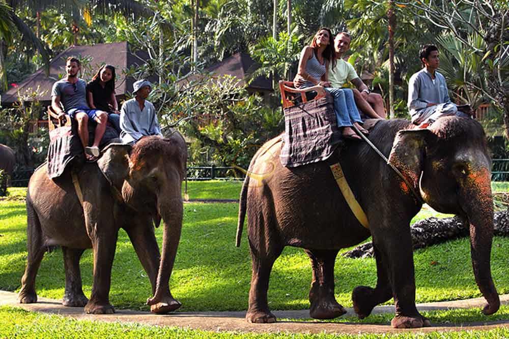 پارک فیل ها در بالی - اندونزی | علاءالدین تراول