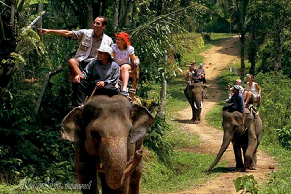 پارک فیل ها در بالی - اندونزی | علاءالدین تراول