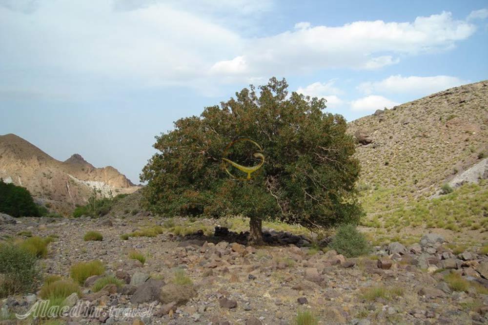 منطقه حفاطت شده کوه شیر در بم | علاءالدین تراول