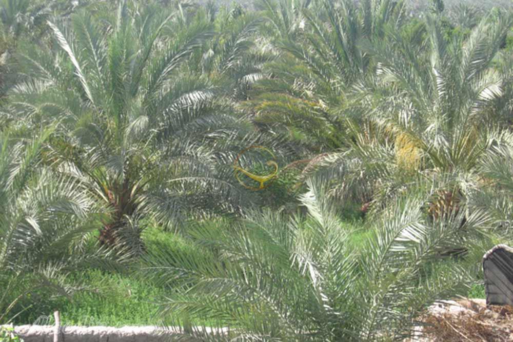 روستای قلعه عسکر در بم | علاءالدین تراول