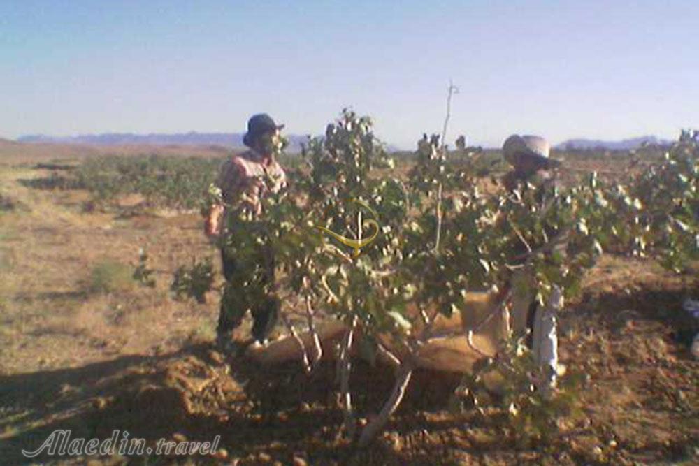 روستای طاغوک (طاغوئیه) در بم | علاءالدین تراول