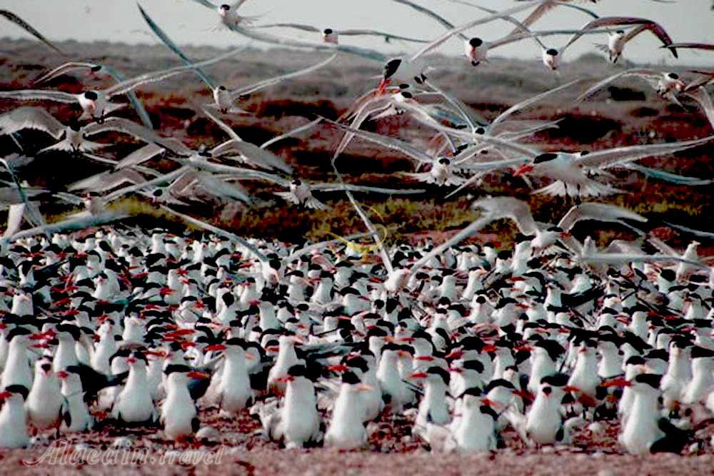 تالاب حله در بندر گناوه | علاءالدین تراول