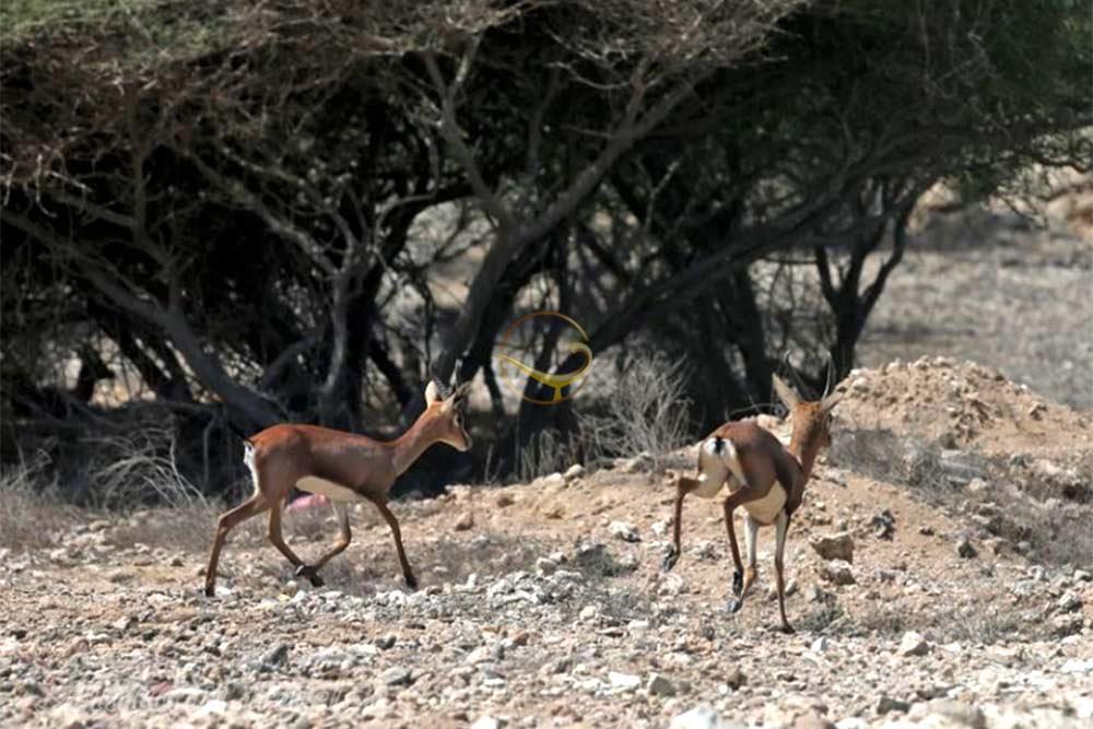 منطقه حفاظت شده فارور در بندر لنگه | علاءالدین تراول