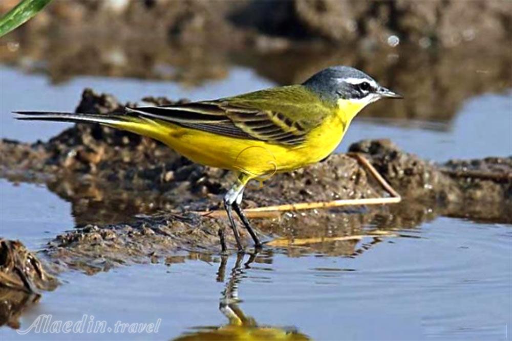 منطقه حفاظت شده فارور در بندر لنگه | علاءالدین تراول