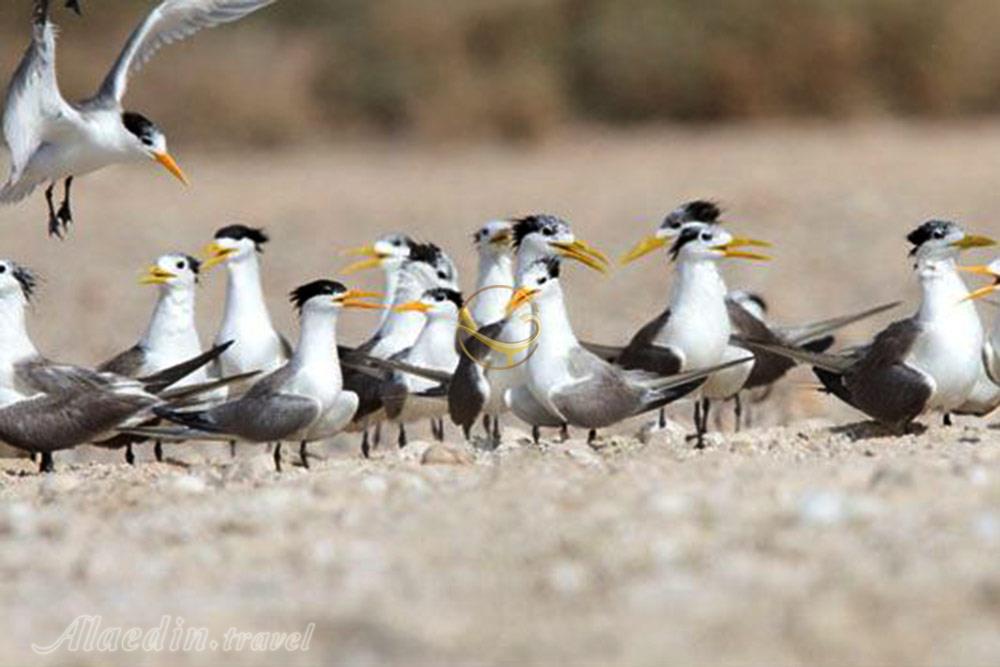 منطقه حفاظت شده فارور در بندر لنگه | علاءالدین تراول