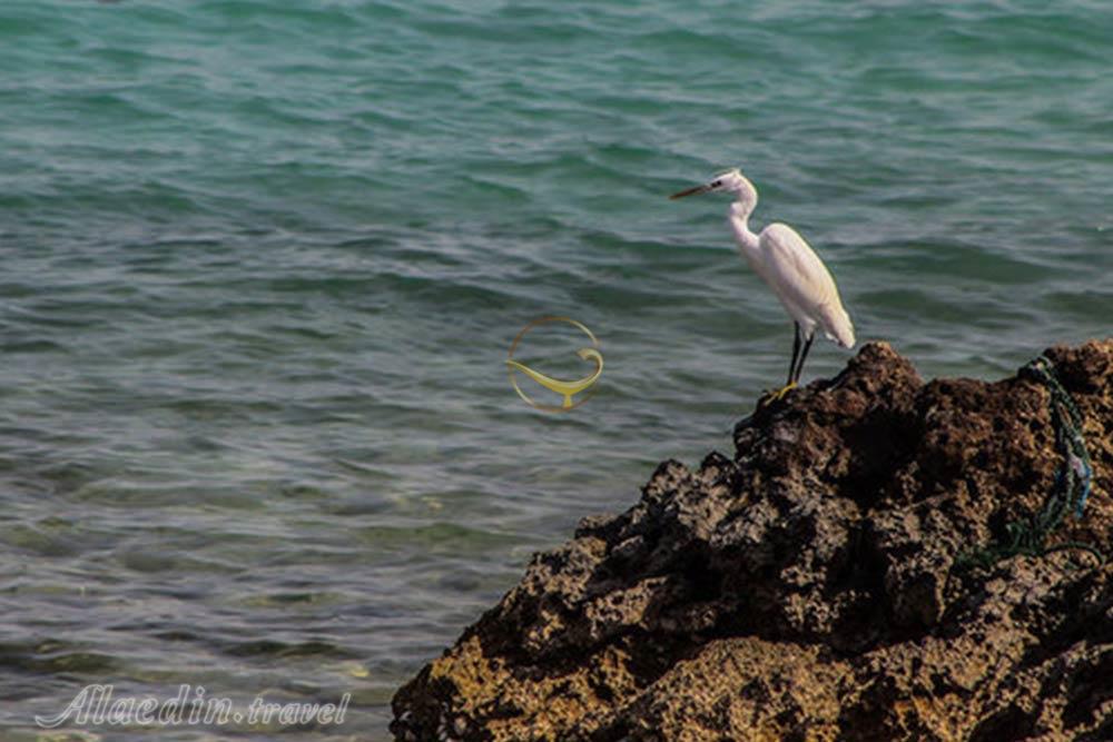 جزیره لاوان | علاءالدین تراول