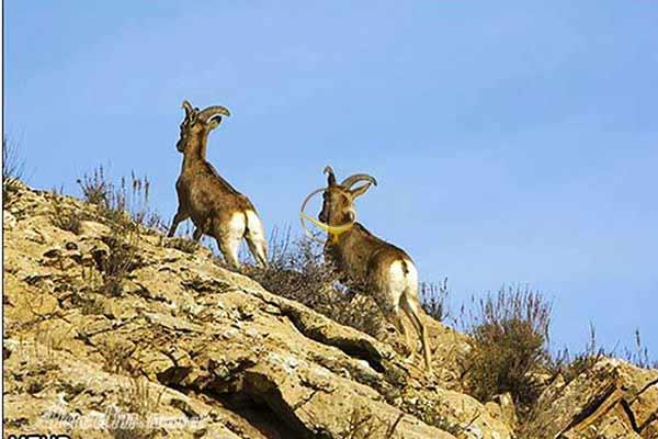 منطقه حفاظت شده گنو در بندرعباس