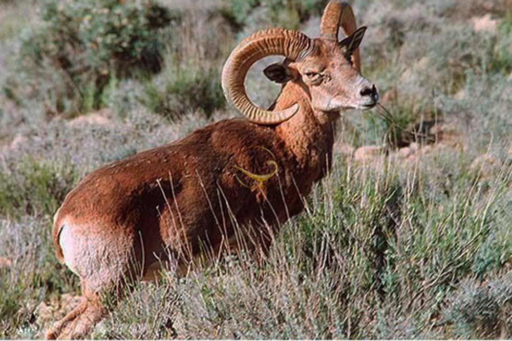 منطقه حفاظت شده گنو در بندرعباس | علاءالدین تراول