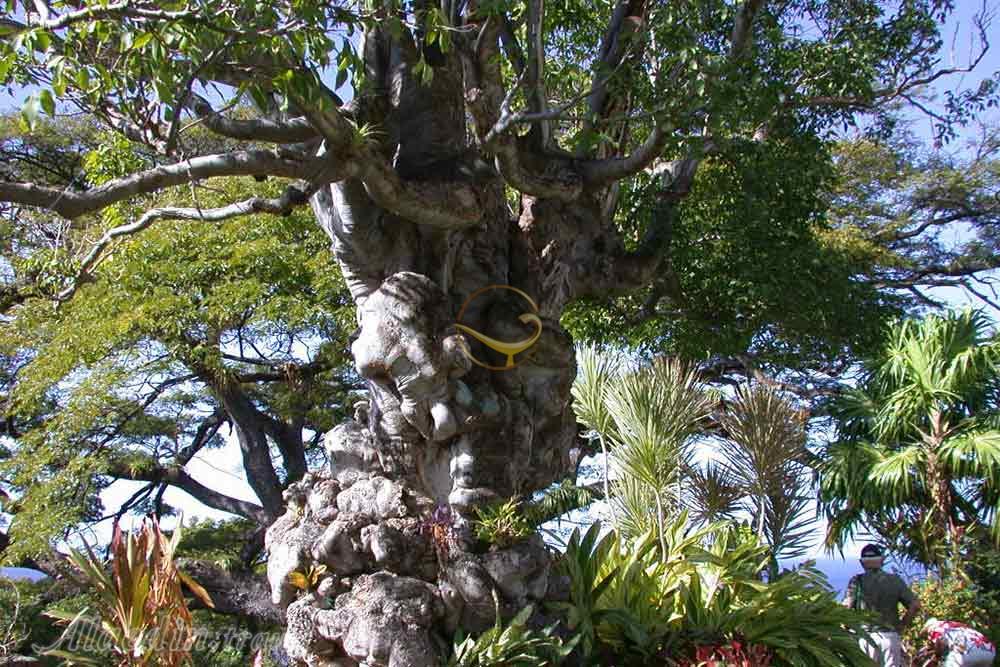 باغ های رامنی مانور در باستر - سنت کیتس و نویس | علاءالدین تراول