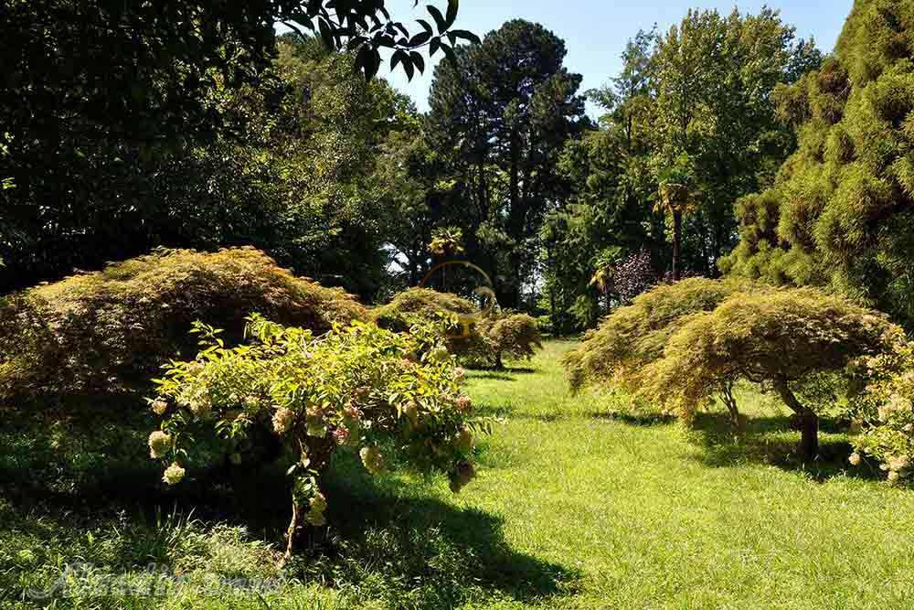 باغ گیاه شناسی (بوتانیکال گاردن) در باتومی - گرجستان | علاءالدین تراول