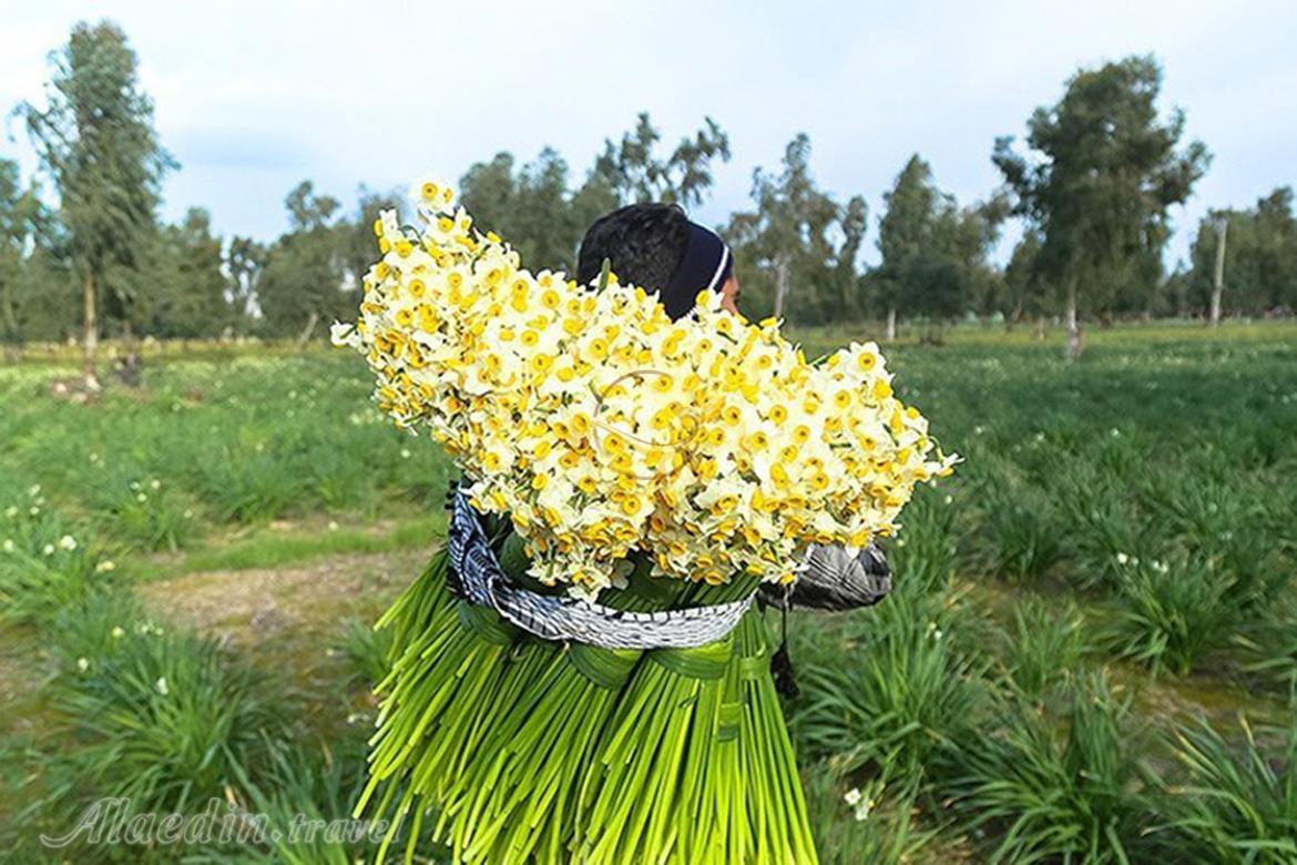 نرگس زار بهبهان | علاءالدین تراول